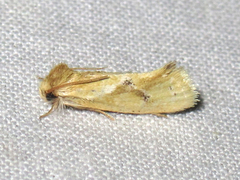 Acrolophus laticapitana