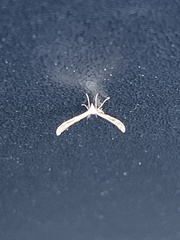 Platyptilia carduidactylus