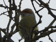 Cyclarhis gujanensis