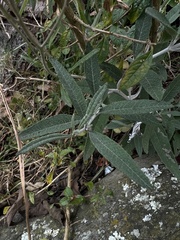 Eupatorieae
