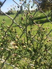 Erigeron bonariensis