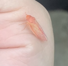 Gyponana