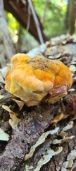 Inonotus