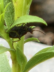 Lebia viridis
