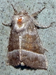 Papaipema eupatorii