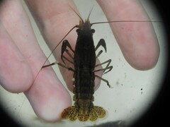 Procambarus clarkii