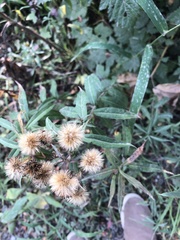 Canadanthus modestus