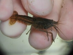 Procambarus clarkii