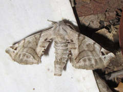 Apatelodes pudefacta