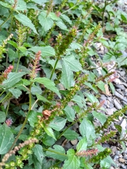 Acalypha phleoides