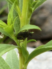Lebia viridis