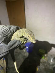 Varanus bengalensis