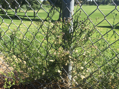 Erigeron bonariensis