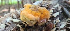 Inonotus
