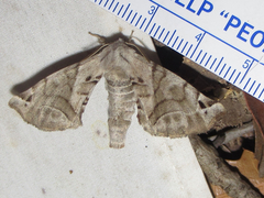 Apatelodes pudefacta