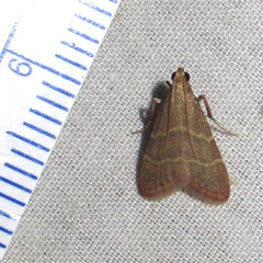 Arta epicoenalis