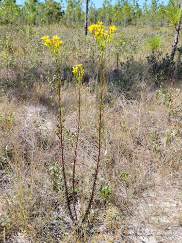 Image of Chrysopsis linearifolia by (c) Jay Horn, some rights reserved (CC BY)