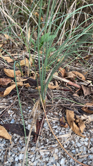 Allium vineale