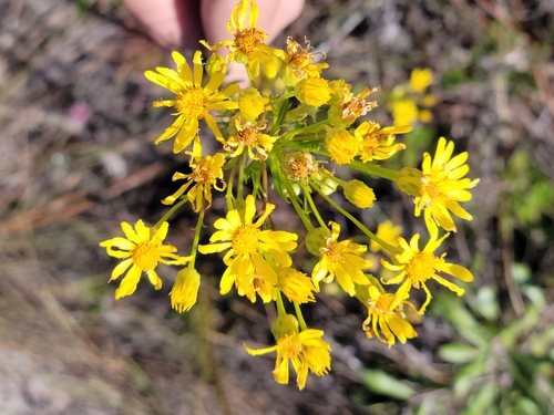 Image of Chrysopsis linearifolia by (c) Jay Horn, some rights reserved (CC BY)