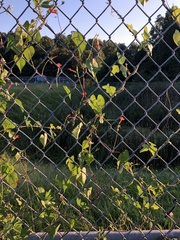 Ipomoea coccinea