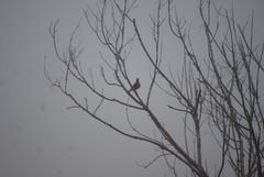 Turdus migratorius image