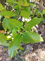 Syzygium guineense