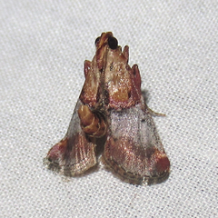 Cacozelia basiochrealis