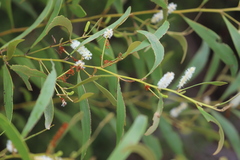Acacia calyculata