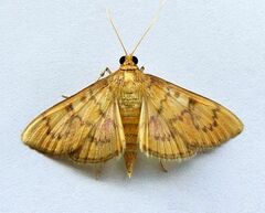 Psara dryalis