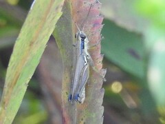 Paroxya atlantica