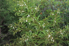 Acacia calyculata