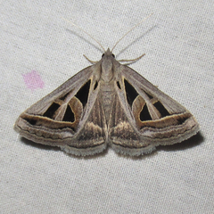 Callistege diagonalis