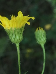 Chrysopsis gossypina