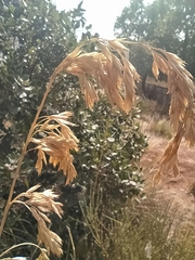 Ampelodesmos mauritanicus