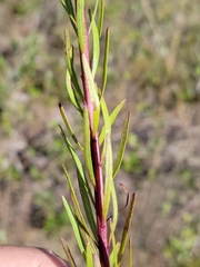 Chrysopsis linearifolia var. linearifolia image
