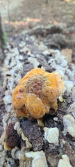 Inonotus