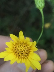 Chrysopsis gossypina