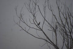 Turdus migratorius image
