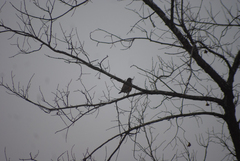 Turdus migratorius image