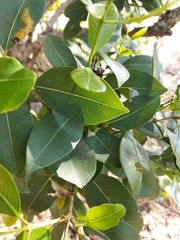 Syzygium guineense