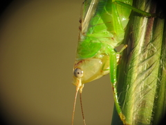 Orchelimum pulchellum