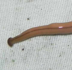 Bipalium adventitium