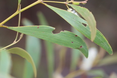 Acacia calyculata