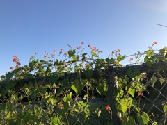 Ipomoea coccinea