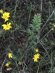 Chrysopsis gossypina