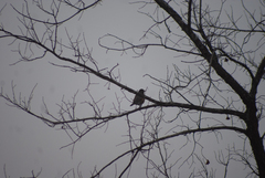 Turdus migratorius image