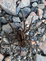 Tigrosa georgicola
