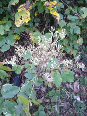 Eupatorium pubescens