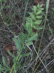 Chrysopsis gossypina