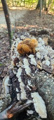 Inonotus